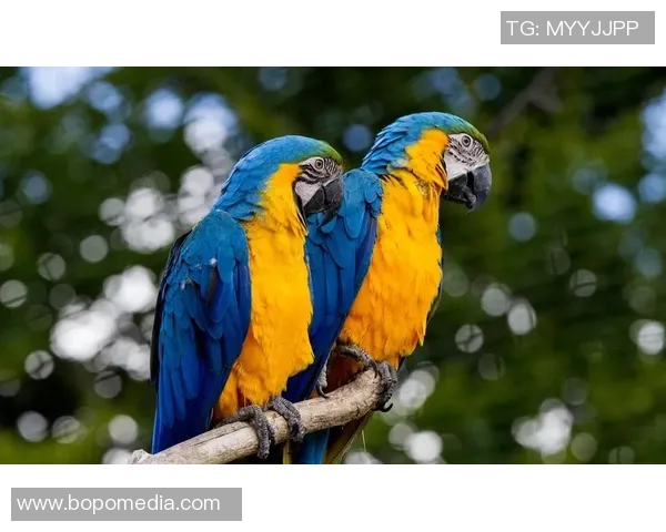 足球明星的魅力如同动物王国中的王者探讨他们的个性与特质