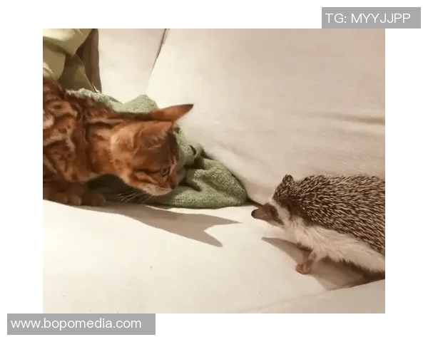 猫踢足球的明星是谁揭秘猫咪与足球的奇妙结合与趣味故事 猫踢足球的明星是谁揭秘猫咪与足球的奇妙结合与趣味故事